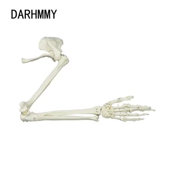 DARHMMY 1:1 Zgornji Del Kosti Model Strani Lopatico Clavicle Prilagodljivo Ogrodje Modela Medicinske učni pripomoček za Odrasle Roko Anatomija Kosti
