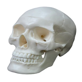 Življenje Velikosti Človeške Lobanje Model Celotno Zobovje Okostje Glavo Lobanje Model 2 Deli D5QC