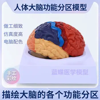 Kolorimetrične Možganske Anatomije Človeške Možgane Model Možganov Kolorimetrične Model Možganov Funkcionalnih Območij Možganov Strukturni Model Anatomija