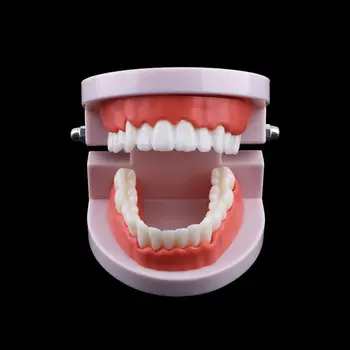 Zobozdravnik Typodont Predstavitve Ustni Izobraževanje Lab Študija Meso Rožnate Dlesni Proteza Model Standard Zob Model Zob Model